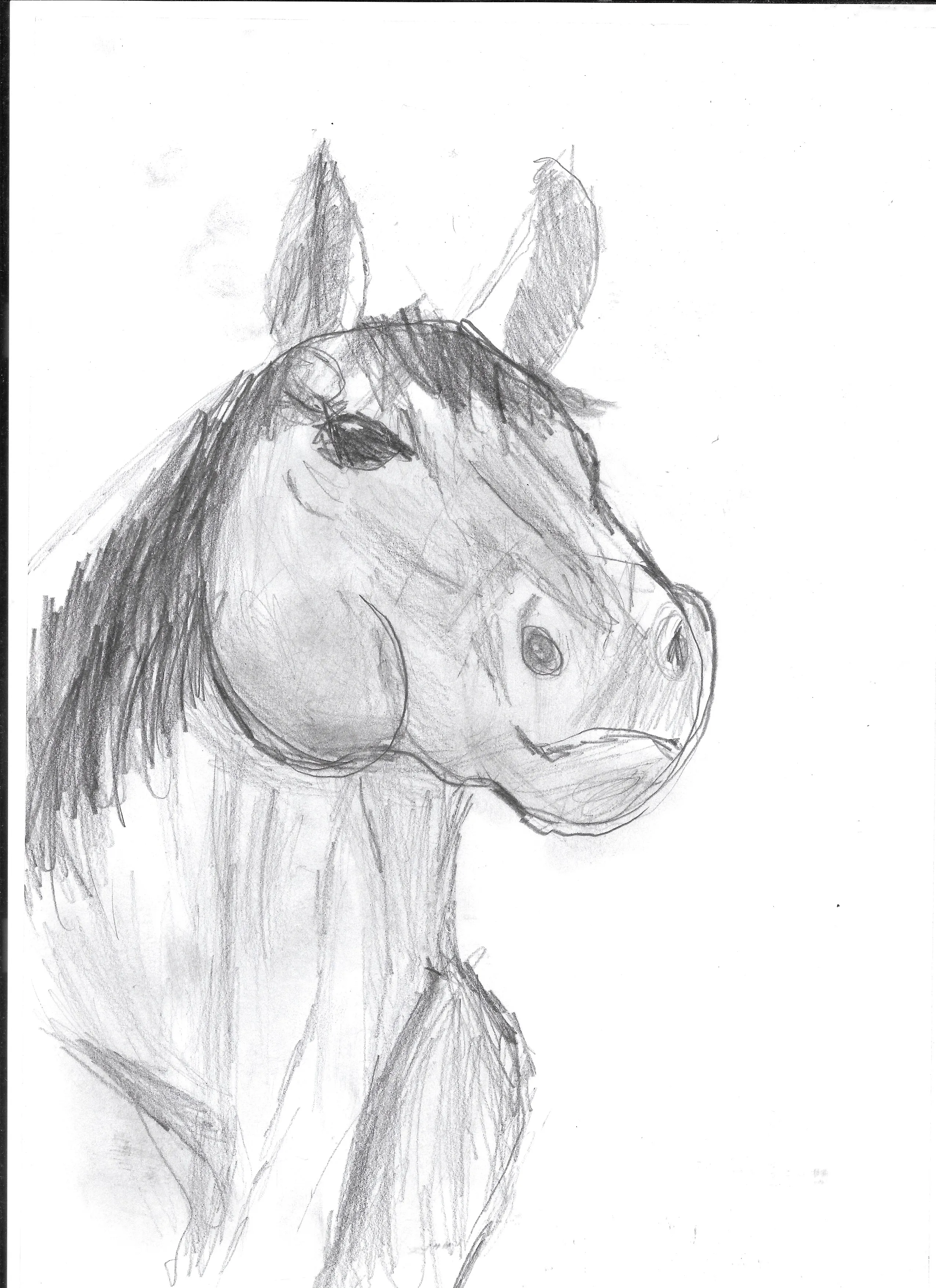 Horse