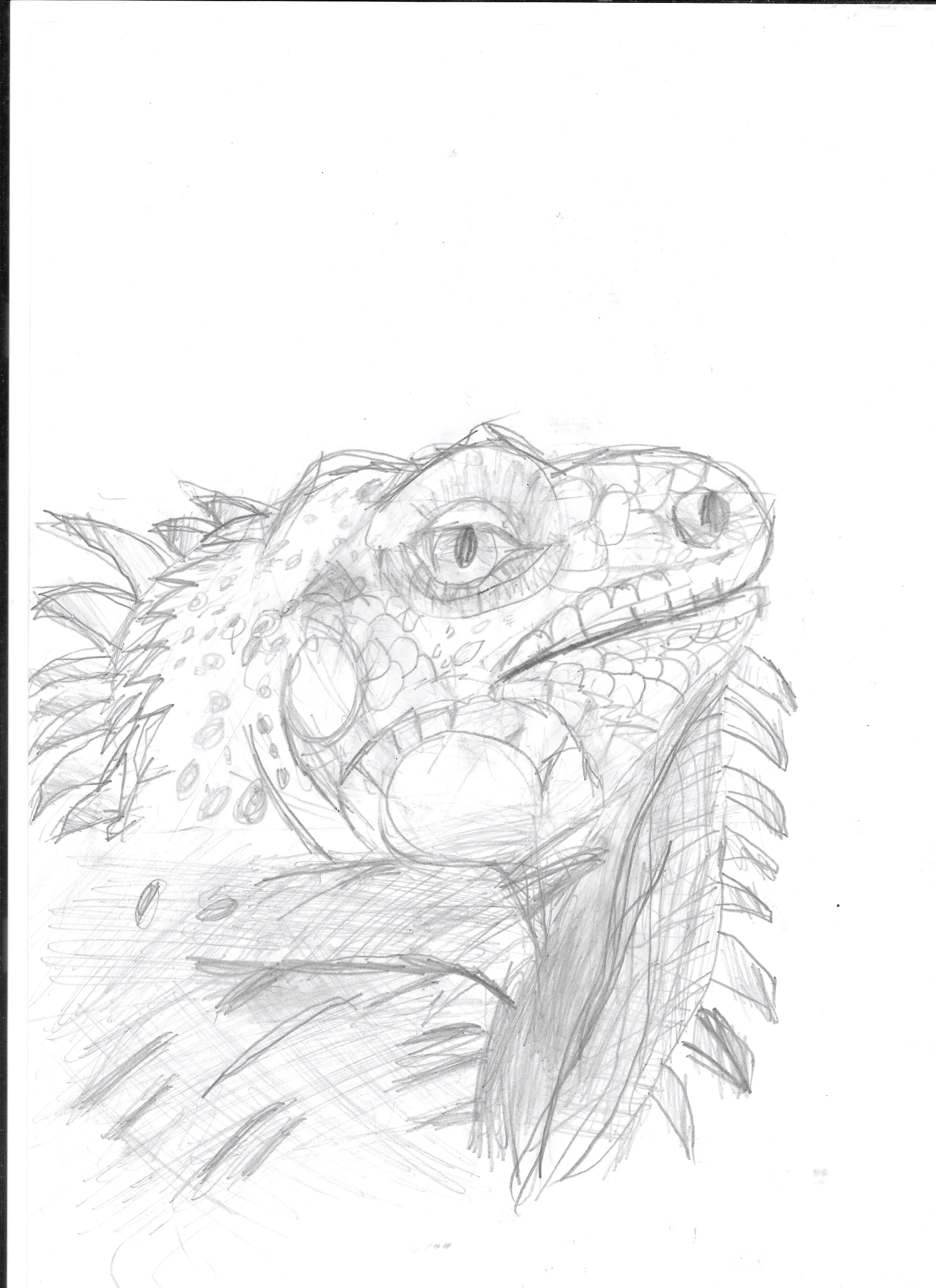 Iguana
