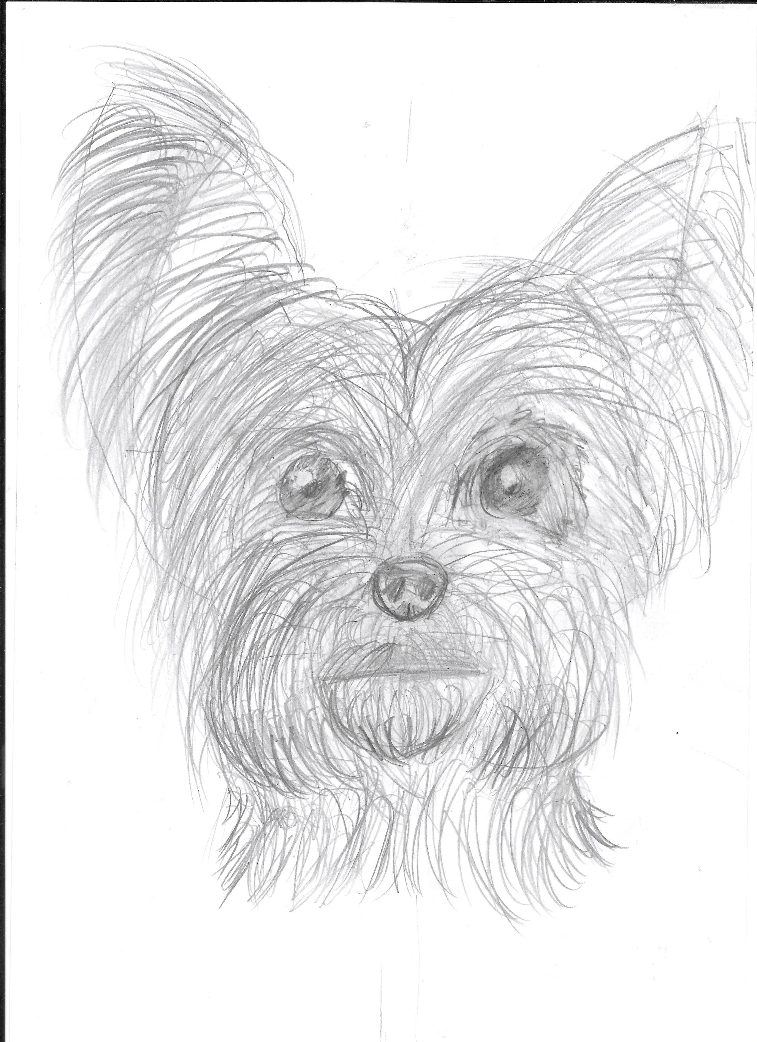 Yorkie