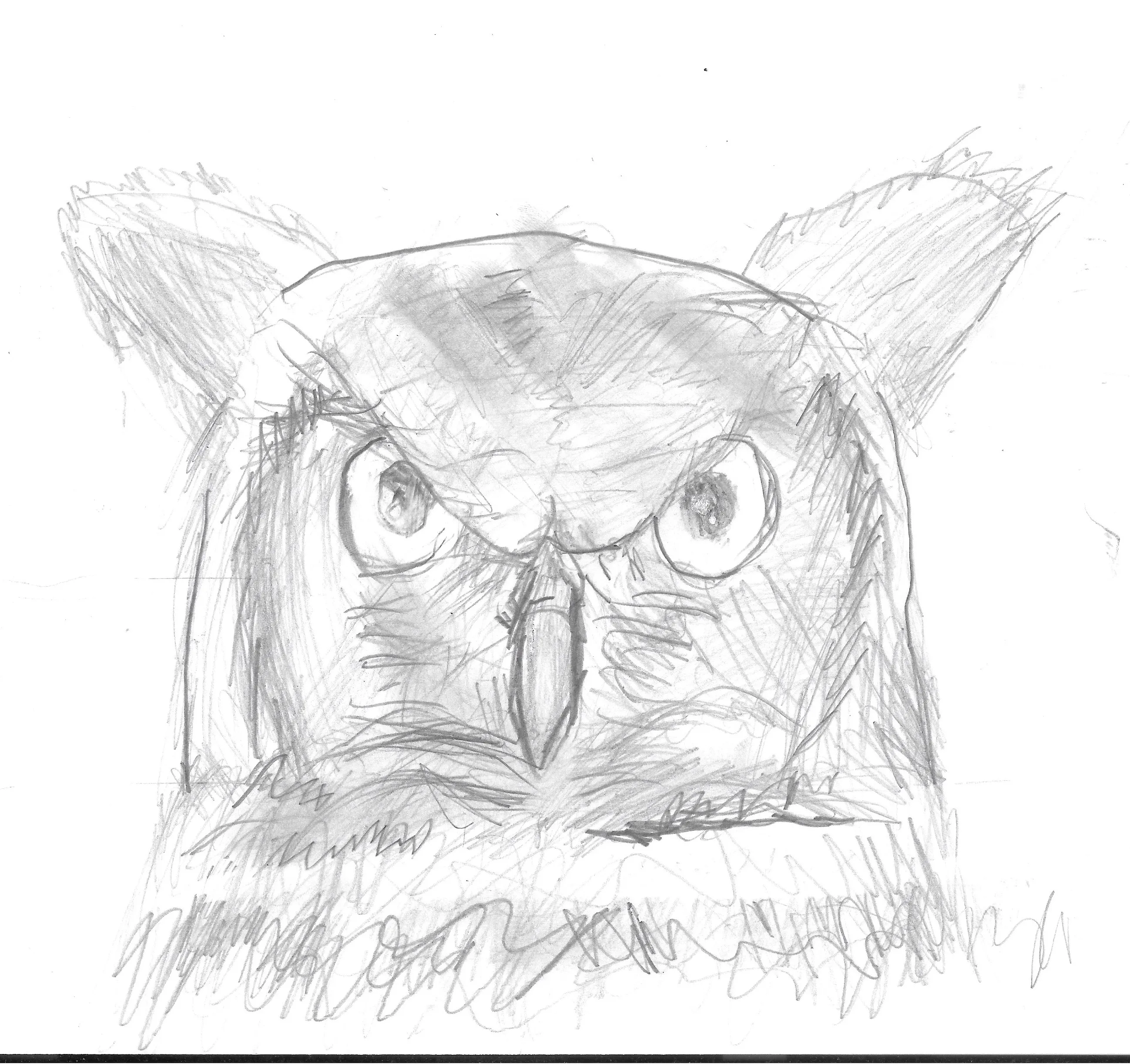 Owl
